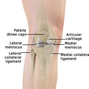 Normal Anatomy of the Knee Joint 