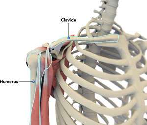 Normal Anatomy of the Shoulder Joint